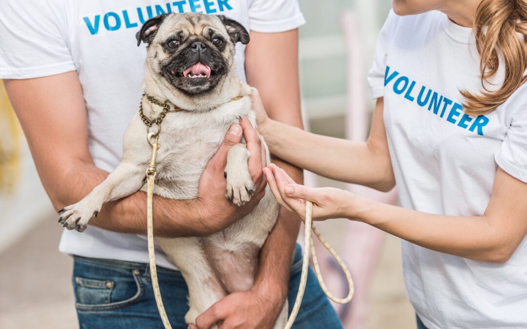 Pet Shelter Safety for Volunteers
