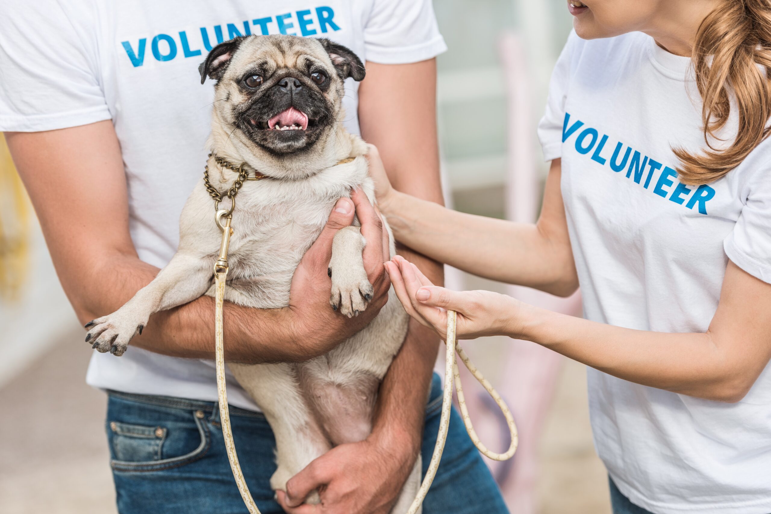 Pet Shelter Safety for Volunteers